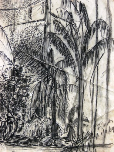 Palm Trees Botanic Gardens